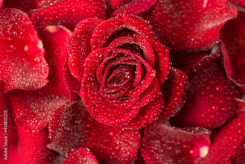 Fototapeta Naklejka Na Ścianę i Meble -  Top above overhead close up view photo image of beautiful bright color rose with rain drops
