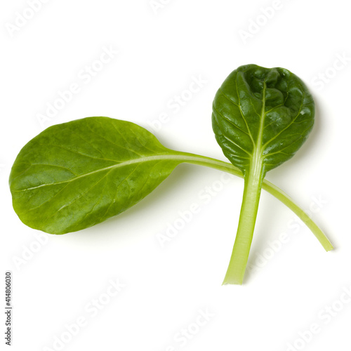 Spinach salad leaf isolated on white background. Top view  flat lay.