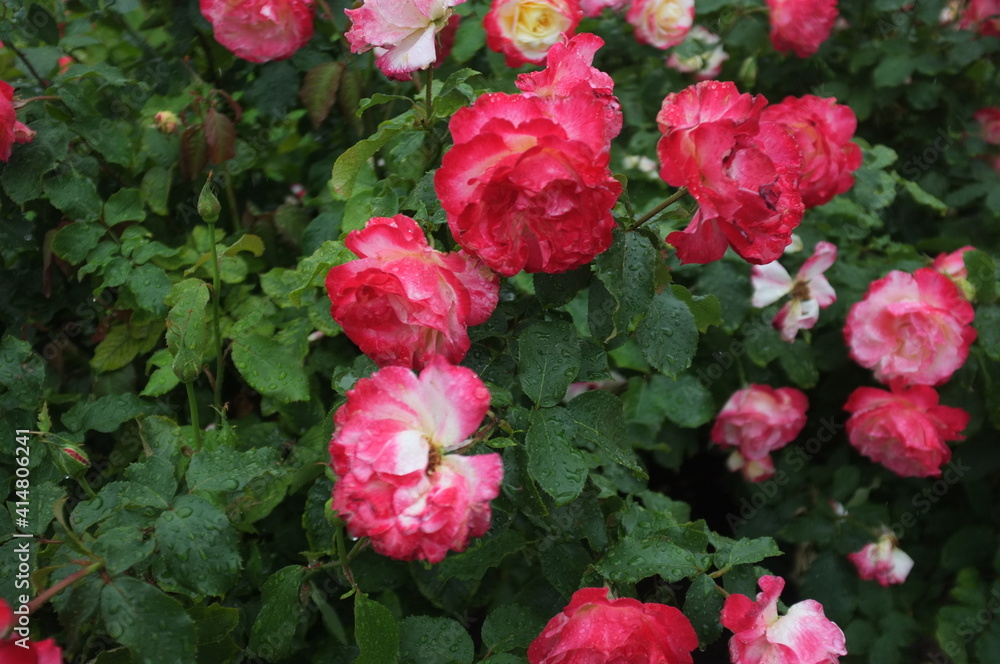 Fototapeta premium roses in the rain