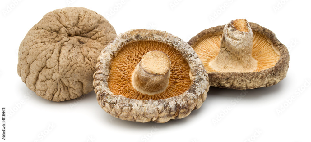 Dried Shiitake Mushroom isolated on white background Dried Shiitake Mushroom isolated on white background