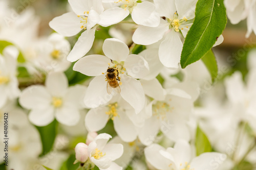 Honey bee feeding on beautiful white spring tree blossoms