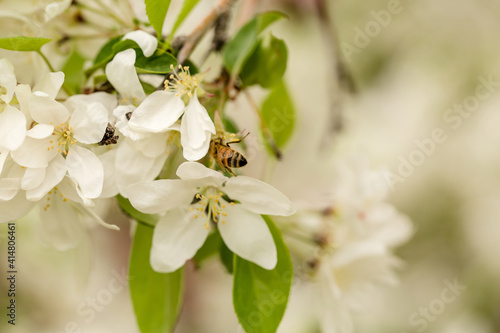 Honey bee feeding on beautiful white spring tree blossoms