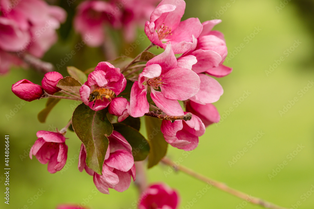 Fototapeta premium Honey bee feeding on pink cherry blossoms