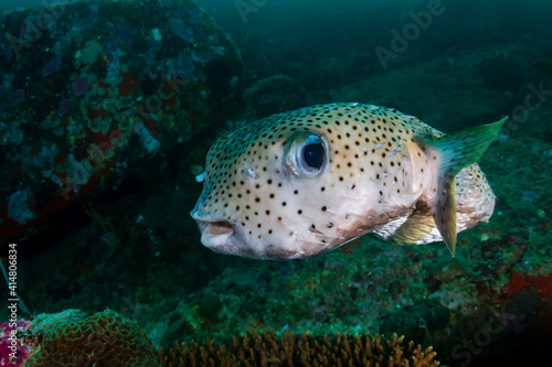 Burrfish on a dark, green tropical reef