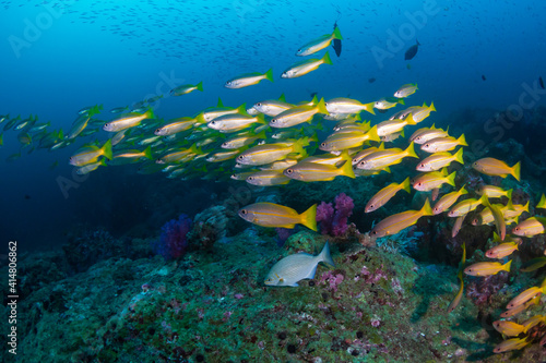 Fototapeta Naklejka Na Ścianę i Meble -  Shoal of tropical fish on a coral reef