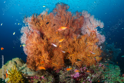 Beautiful, colorful tropical coral reef system in Thailand's Andaman Sea