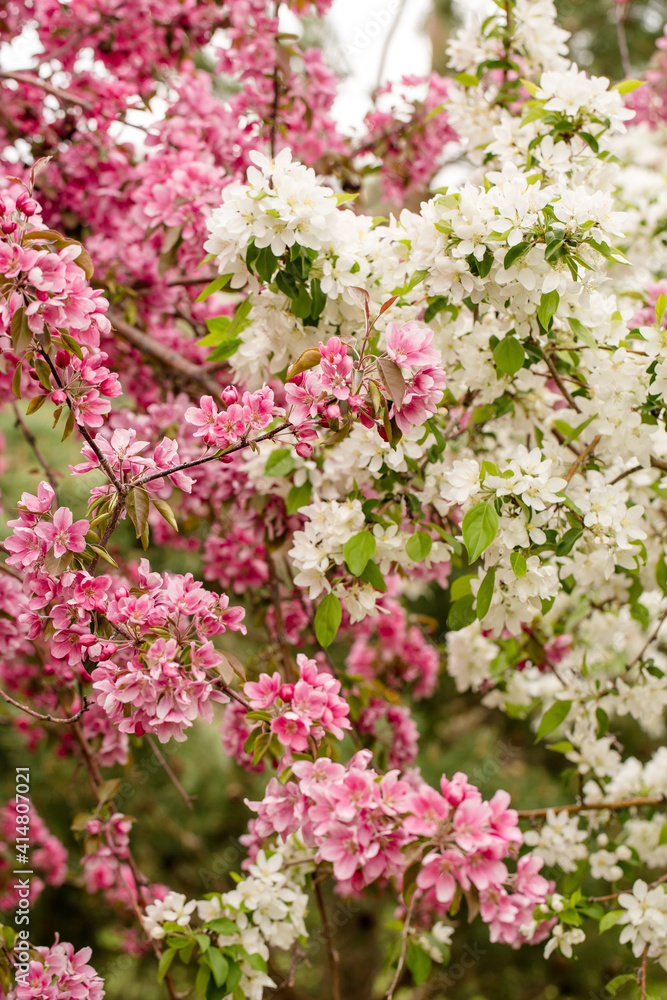 Pink and white tree blossoms in the park