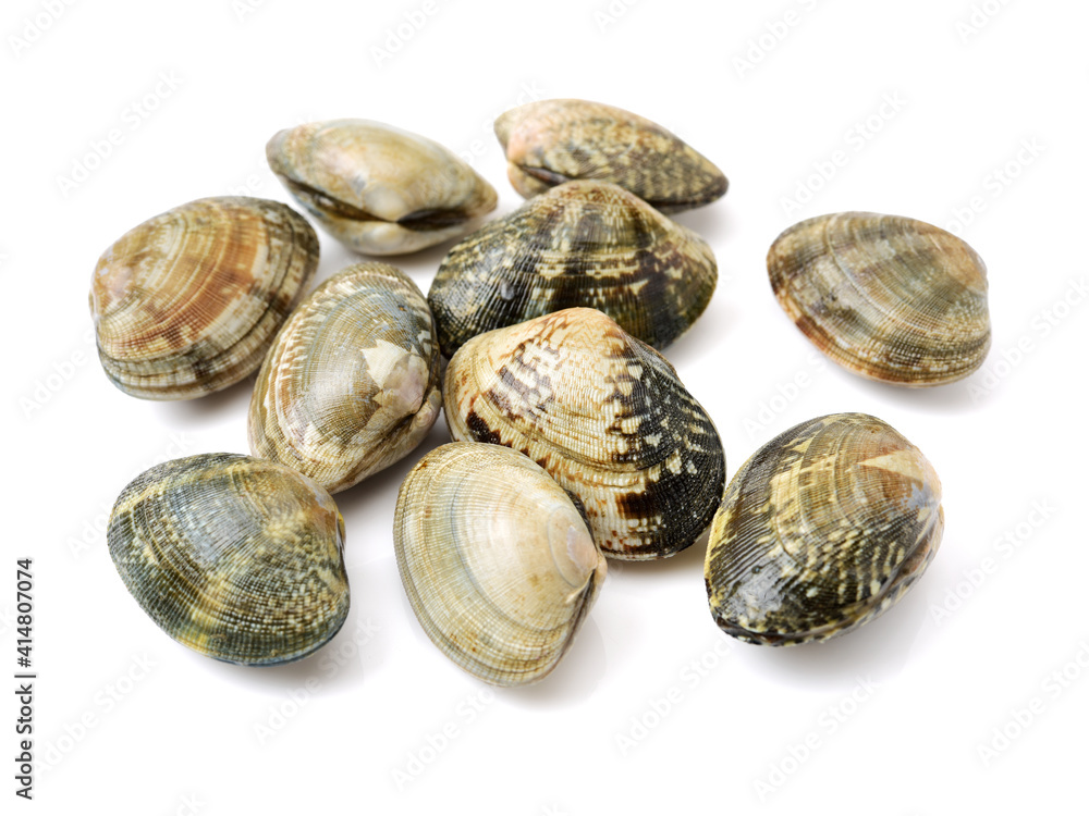 clams isolated on white background