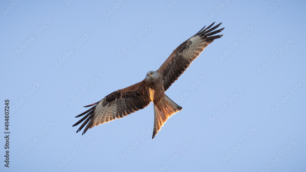 Red Kite (Milvus milvus) flying in the sky