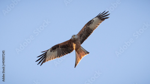 Red Kite  Milvus milvus  flying in the sky