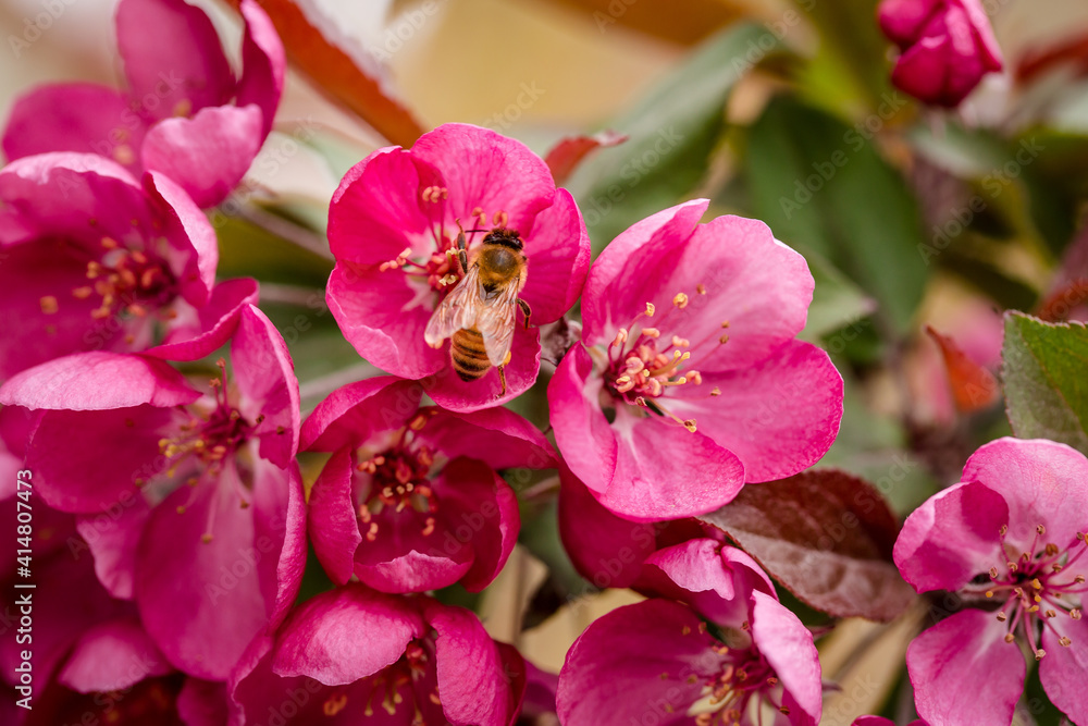 Close up of honey bee feeding on cherry blossoms