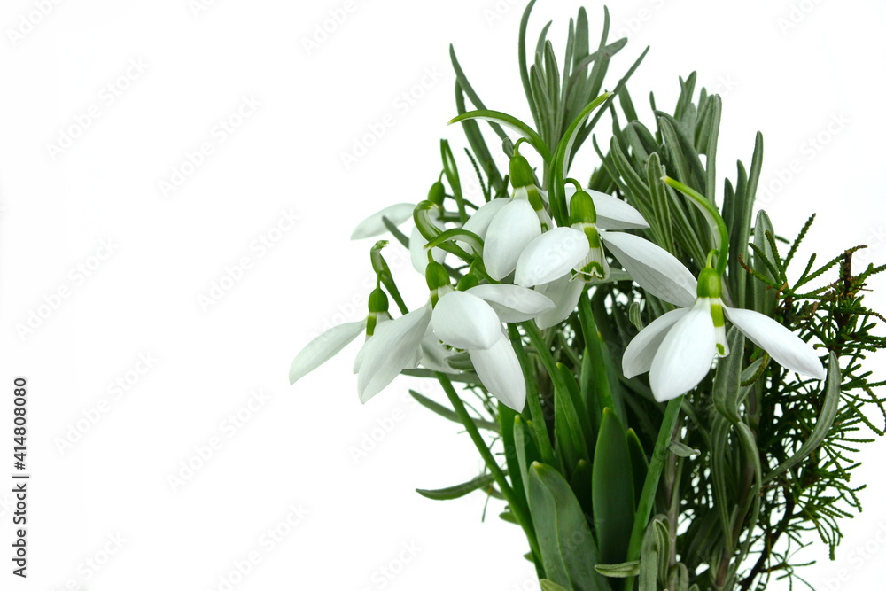 Snowdrop flowers isolated on white background. Springtime is coming soon now.