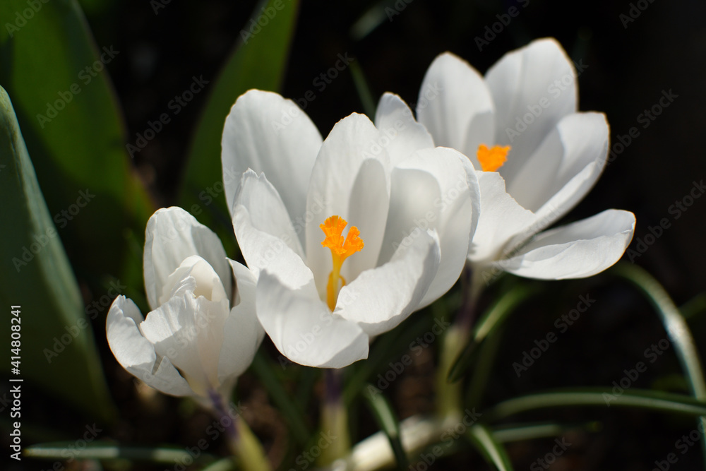 Fototapeta premium white crocus with dark background blooming in spring