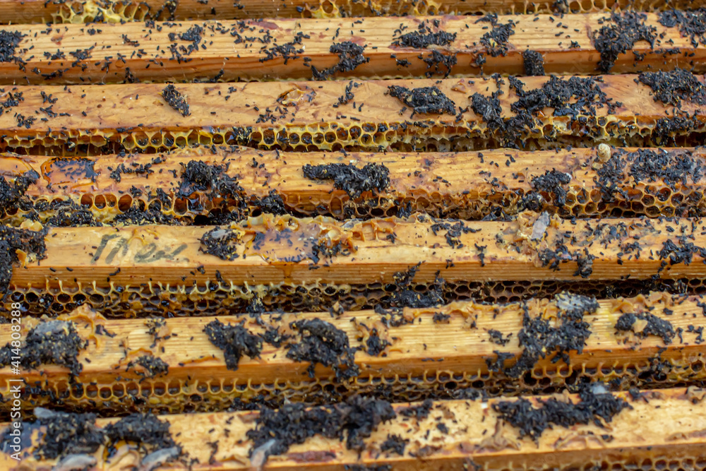 ends of frame stained with wax moth dropping. Wax moth larvae on an infected bee nest. cover of the hive is infected with a wax moth. ends of frame stained with wax moth dropping. Wax moth larvae on an infected bee nest. cover of the hive is infected with a wax moth.
