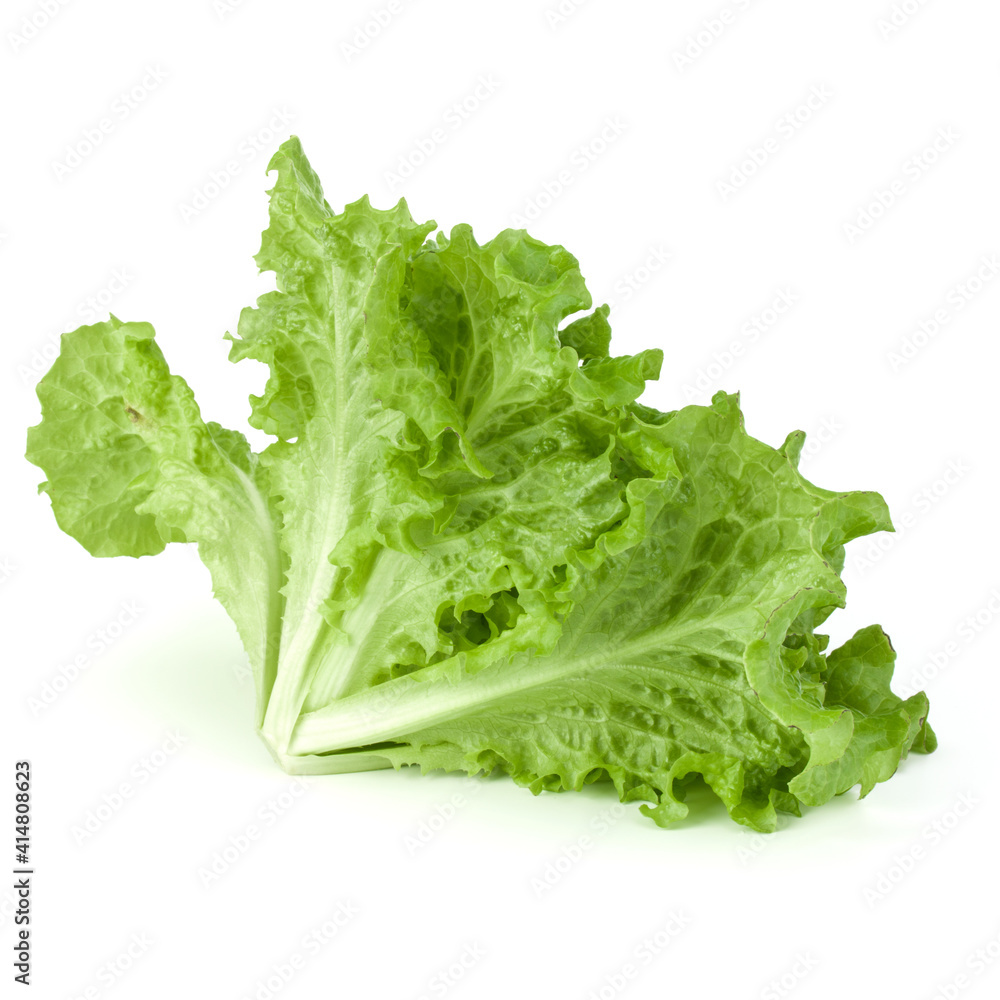 fresh green lettuce salad leaves isolated on white background. fresh green lettuce salad leaves isolated on white background.