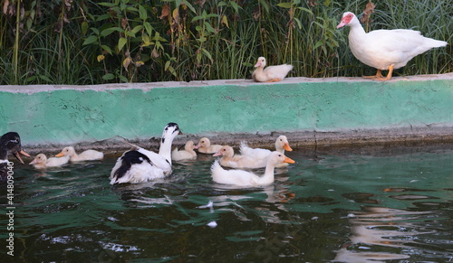 White ducks swimming in the garden pool.