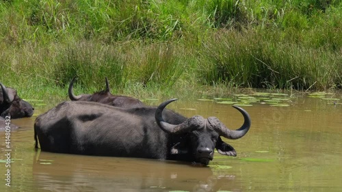 African Buffalo cooling off in the murky watering hole on a scorcher of a summer's day on safari in Southern Africa