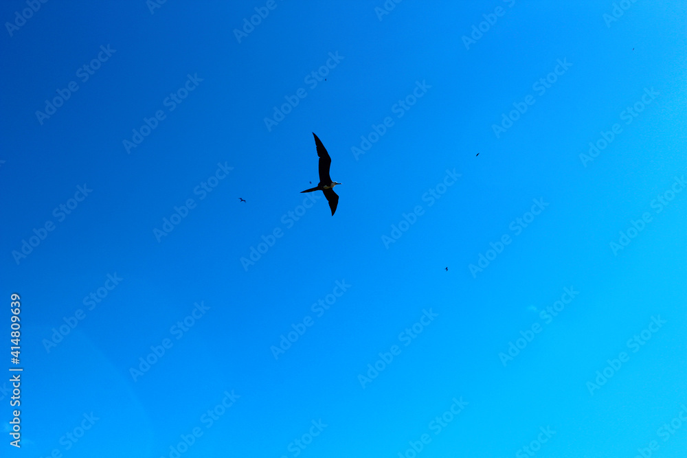 Fototapeta premium marine bird on the sky