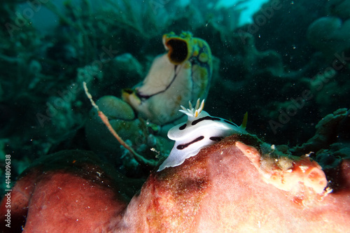 Dianas Chromodoris - Chromodoris dianae photo