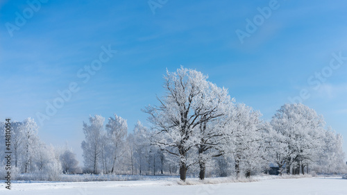 Frosted trees in a cold winter day
