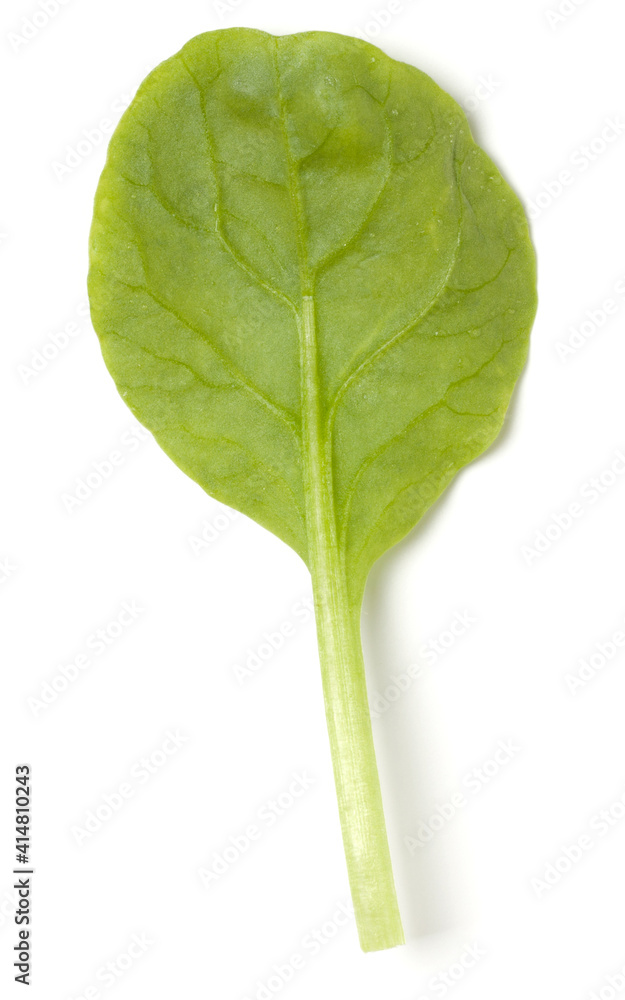 Fototapeta premium Spinach leaf isolated over white background. Top view, flat lay..
