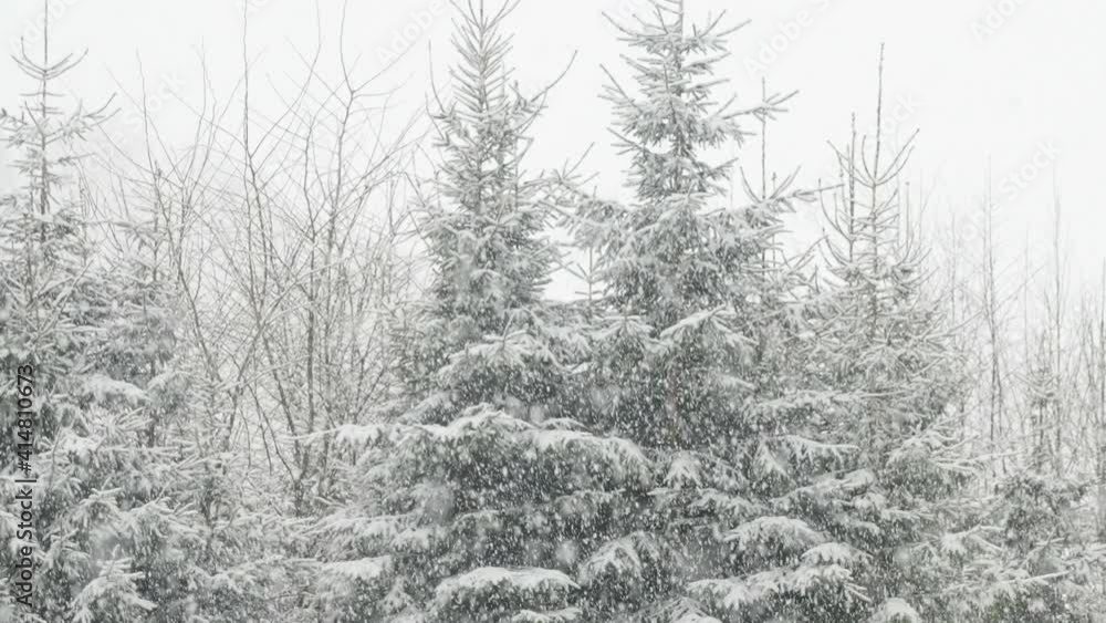 custom made wallpaper toronto digitalPine trees in the forest are covered with snow during the winter snowfall