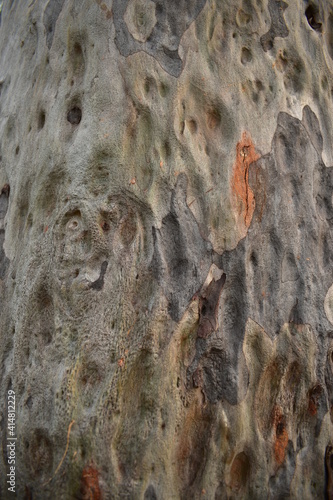 close-up of trunk of Spotted Gum with dimples and ridges and a burl