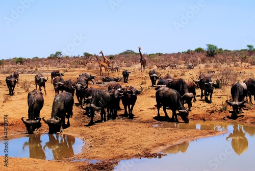 Wallpaper Mural Wasserbüffel Buffalo Herde Giraffen Wasserloch Kenia Savanne Steppe wilde Tiere wild animal Safari Torontodigital.ca