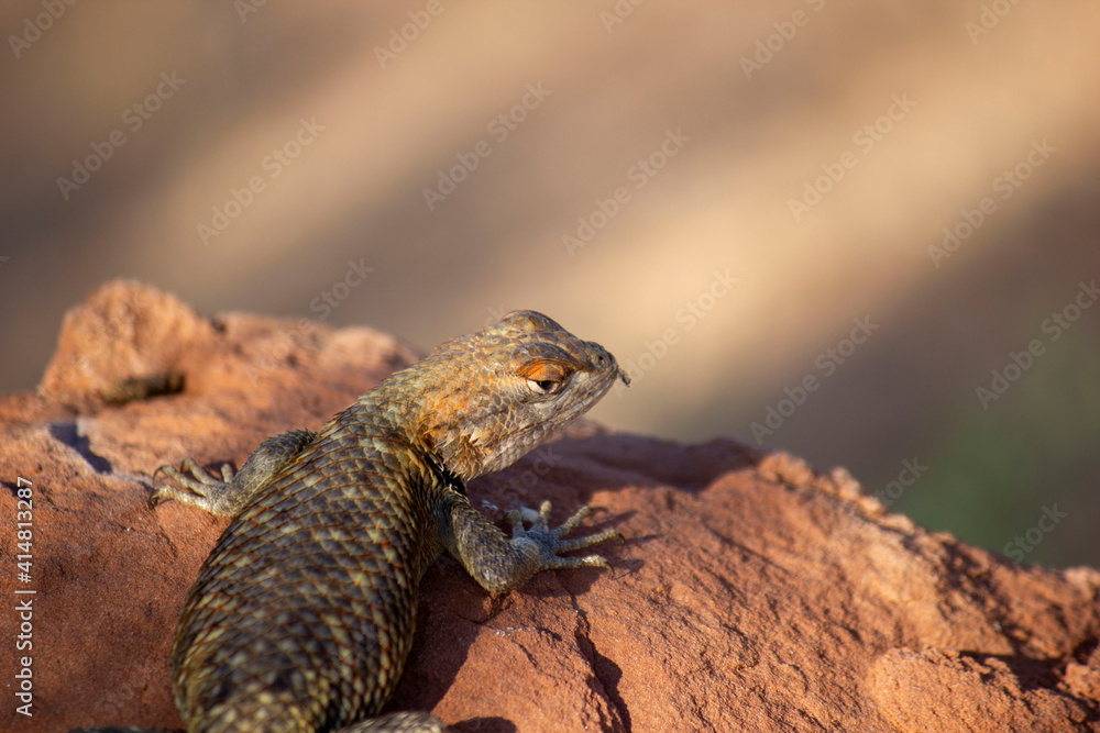 Obraz premium lizard on the rock