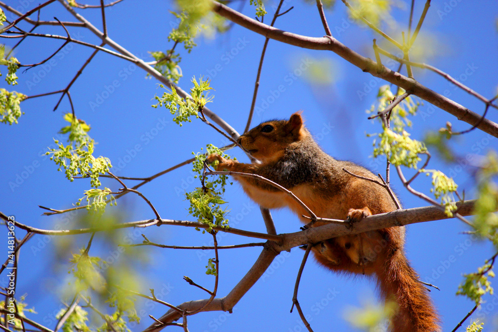Obraz premium squirrel on tree