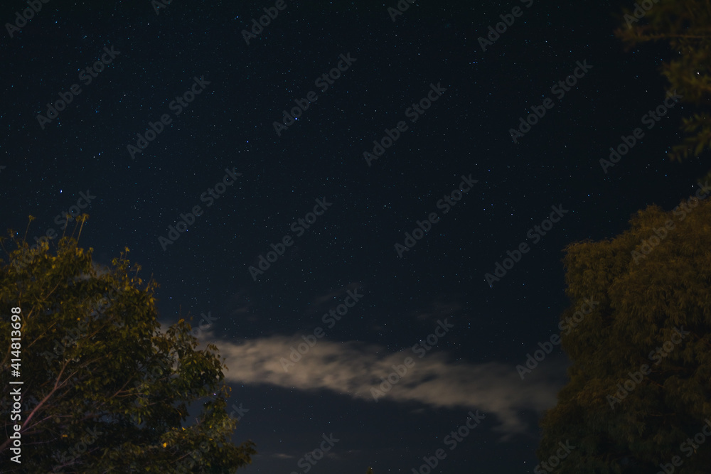starry sky with constellation visible from the Southern Hemisphere with out of focus tree foliage in the foreground
