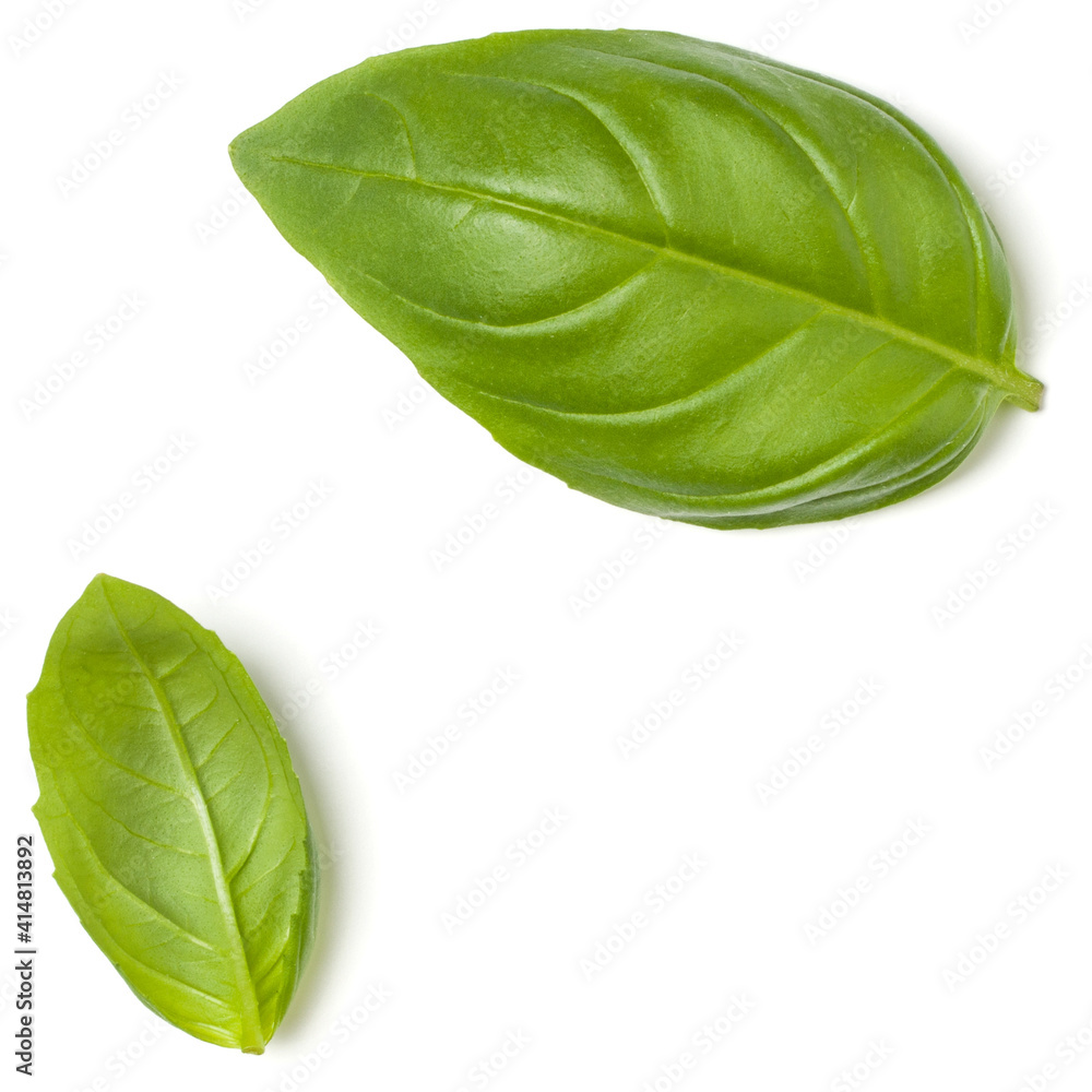 Obraz premium Sweet Basil herb leaves isolated over white background closeup. Flat lay, top view..