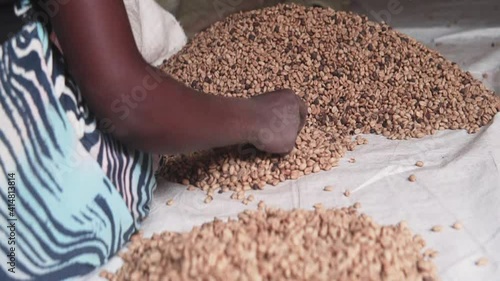 African farmer picking false coffee beans