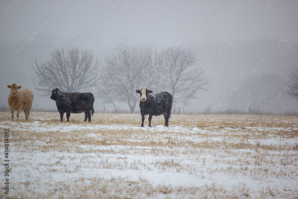 cowsin the snow