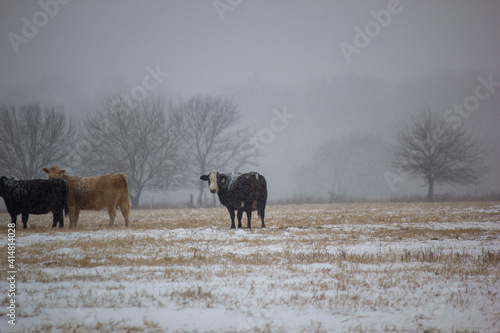 Fototapeta Naklejka Na Ścianę i Meble -  cows in the snow
