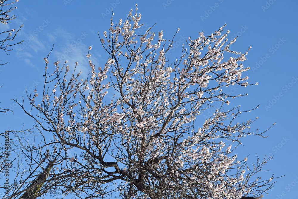 Amandier en fleurs sur fond de ciel bleu. Amandier en fleurs sur fond de ciel bleu.