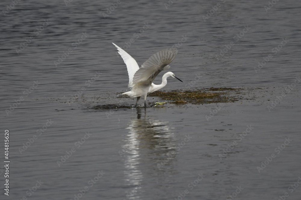 Fototapeta premium GARCETA COMÚN