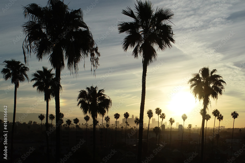 Palm tree sunrise over Los Angeles, California