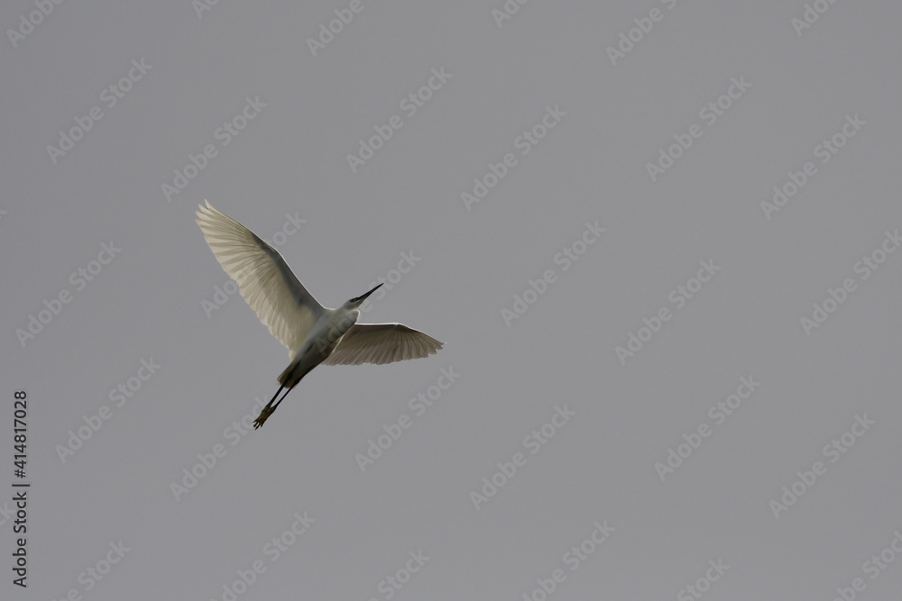 Obraz premium GARCETA COMÚN