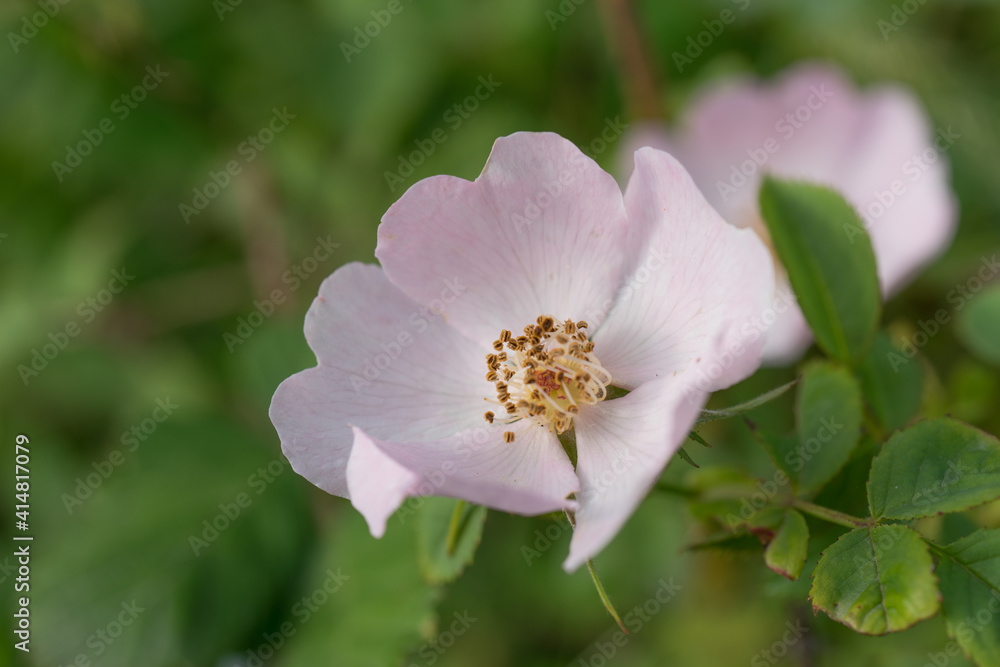 Delicate flower large rose hips on a green blurred background Delicate flower large rose hips on a green blurred background