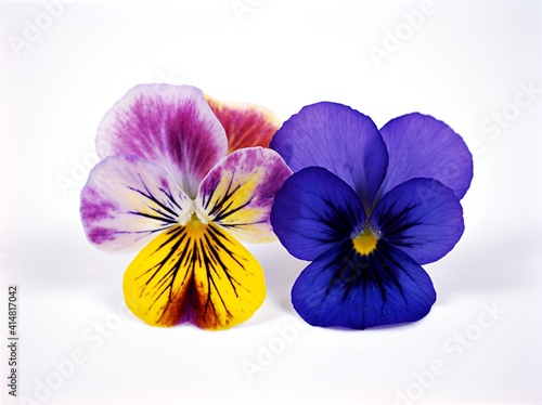 Colorful pansy flowers viola tricolor , wild pansy , pansies isolated on white background ,yellow and purple flowers ,purple and red flora	