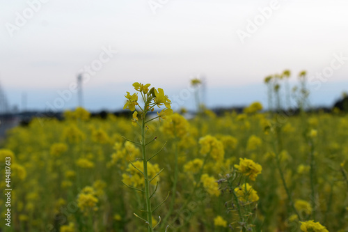 Yellow flowers