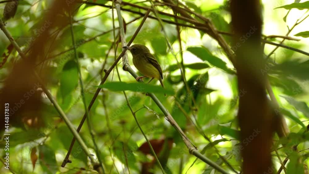 Southern Bentbill bird on a tree branch, looking around, in a Panama tropical forest Southern Bentbill bird on a tree branch, looking around, in a Panama tropical forest