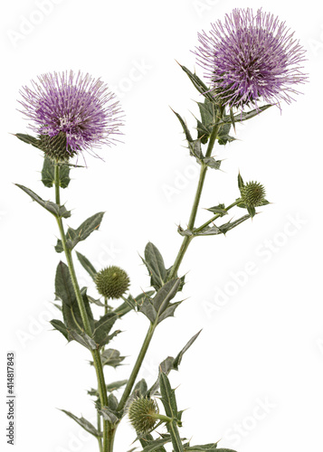 Canvas Print Flower of thistle, lat. Carduus, isolated on white background