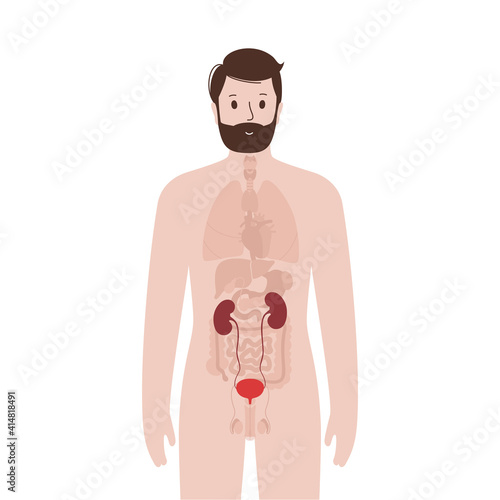 Internal organs in male body