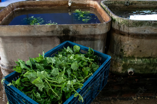 freshly washed spinach dries in a plastic box, in a family farm in Brazil