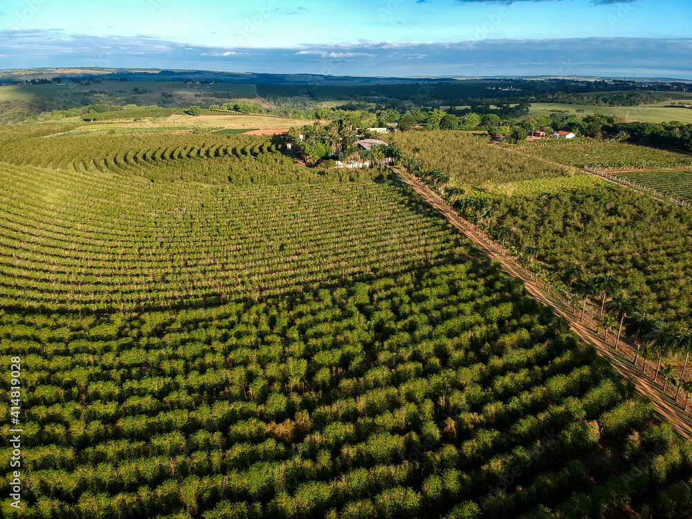 Aerial view of coffee plantation field in Brazil