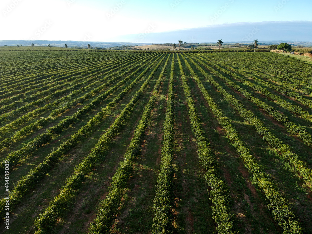 Aerial view of coffee plantation field in Brazil