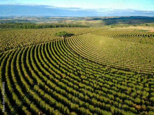 Aerial view of coffee plantation field in Brazil