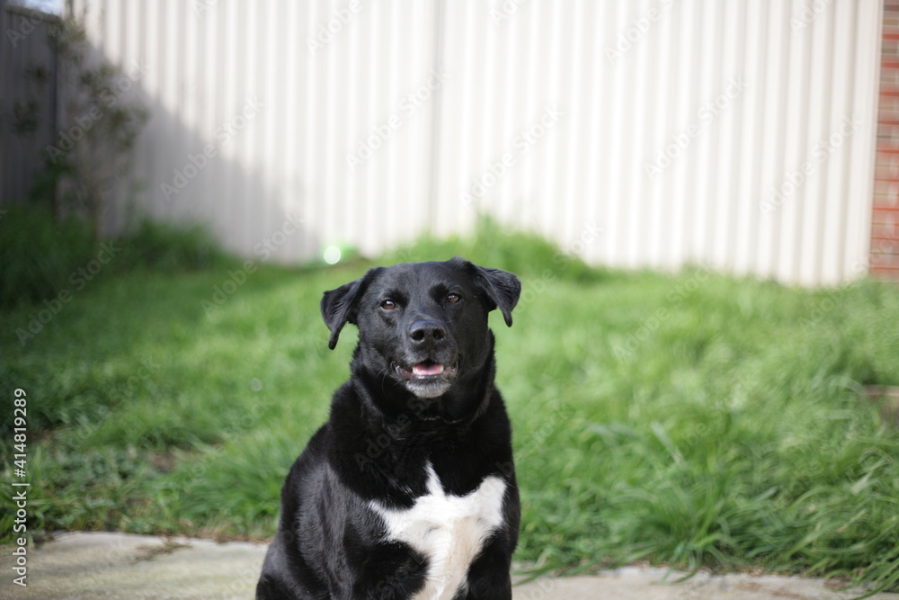 Buddy the Borador Buddy the Borador